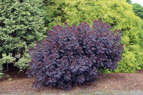 Krūmas pūkenis ROYAL PURPLE, ø17 cm, 30 cm