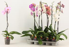 Gėlė vazone orchidėja Mix, 40 - 50 cm, ø12 cm, (spalva/dizainas parenkami atsitiktine tvarka)