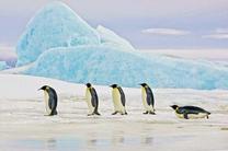 Paveikslas Penguins, 120 cm x 80 cm