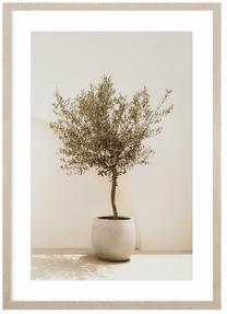 Foto paveikslas Olive Tree, 53 cm x 73 cm