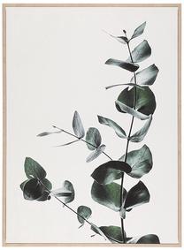 Paveikslas 4Living Eucalyptus, 50 cm x 70 cm