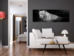 Reprodukcija Artgeist Shining Tiger, g-b-0133-b-b, 135 cm x 45 cm