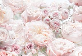 Fototapete Komar Spring Roses, 368 cm x 254 cm