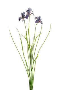 Dirbtinė gėlė, mėlyna sp., 72 cm