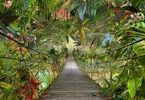 Fototapetas Komar WILD BRIDGE 8-977, 254 cm x 368 cm