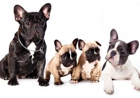 Fototapeet Artgeist French Dogs, 280 cm x 392 cm