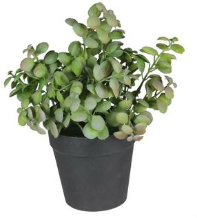 Dirbtinis augalas vazone, vaistažolės Splendid Herbs 2, žalia sp., 20 cm x 15 cm