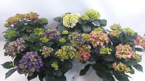 Gėlė vazone hortenzija, 35 cm, ø23 cm, įvairių spalvų