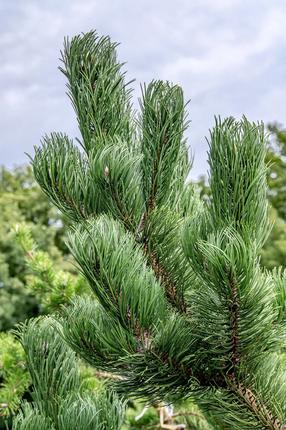 Pušis OREGON GREEN, 30 - 40 cm, ø26 cm