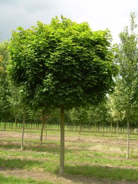Klevas GLOBOSUM, 120 cm, ø26 cm