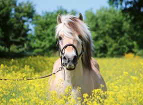 Dėlionė Ravensburger White Horse, 49 cm x 36 cm, 500 vnt.