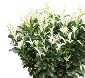 Krūmas ožekšnis PALOMA BLANCA, 25 - 30 cm, ø17 cm
