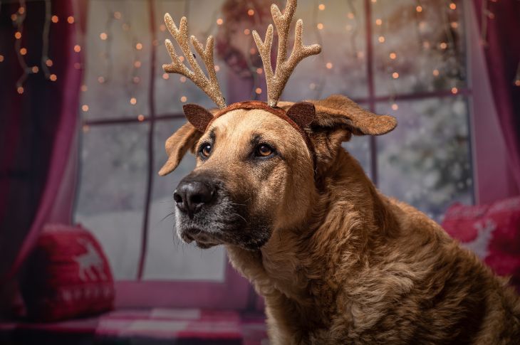 mida soovida jõuludeks