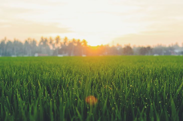 Kastest märg ühtlase kõrgusega muru päikese tõusul.