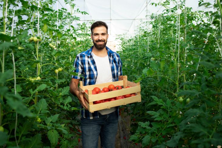 mees seisab kasvuhoones tomatitaimede jvahel ja hoiab käes tomateid täis kasti.
