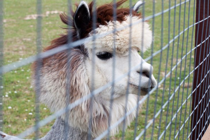 Pügatud alpaka võrkaia taga.