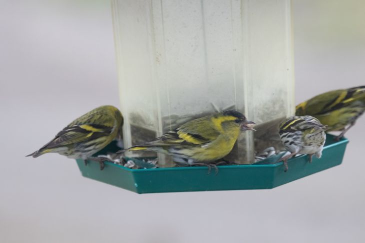 rohevindid linnusöögimajas