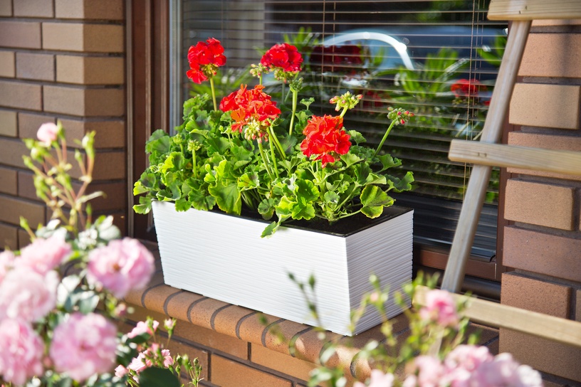 Lillepott Lamela Begonya 627-05, plastik, 56 cm x 19 cm, valge