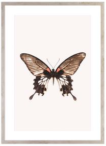 Foto paveikslas Butterfly, 50 cm x 70 cm