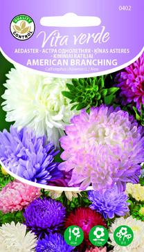 Seemned Vita Verde hiina aedaster American Branching Callistephus Chinensis L. Ness