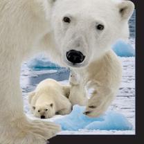 Magnēts Worth Polar Bear with Cub, 13 g, balta krās.
