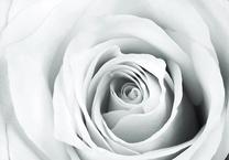 Fototapete Artgeist Rose Charade, 70 cm x 100 cm