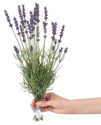 Dirbtinių gėlių puokštė, levanda AmeliaHome Lavi, žalia sp./violetinė sp., 40 cm x 7 cm