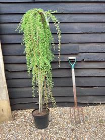 Maumedis STIFF WEEPER, 150 cm, ø26 cm