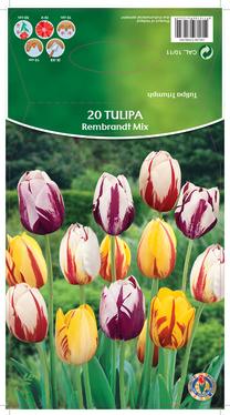 Sibullilled tulbid REMBRANDT MIX, 10 - 11 mm, 20 tk