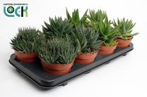 Taim aaloe MIX, 15 cm, ø12 cm