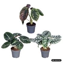 Augalas alokazija Alocasia mix 1pp, 30 cm, ø14 cm, (spalva/dizainas parenkami atsitiktine tvarka)