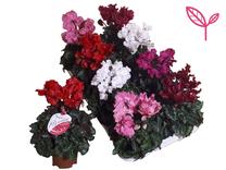 Lill Merengue Mix, õistaimed, Ø 10.5 cm, 0.25 - 0.3 m