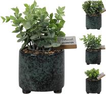 Mākslīgais augs podiņā Atmosphera, zaļa krās., 20 cm