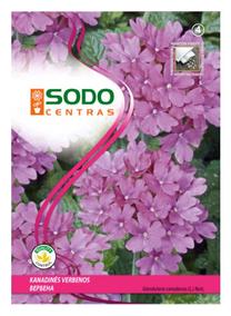 Sėklos Garden Center verbena