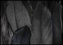 Pilt DecoKing Feathers, 100 cm x 70 cm
