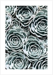 Фотокартина Succulent 2, 50 см x 70 см