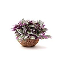 Taim tradeskantsia KOKODAMA, 20 cm, ø15 cm
