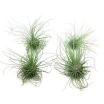 TILLANDSIA ARRANG. P11