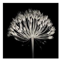 Фотокартина Home4you, 40 см x 40 см