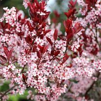 Medis sakura NIGRA, ø23 cm, 80 - 100 cm