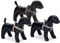 Petnešos šunims Beeztees Harness, mėtinė (mint) sp., 460 - 750 mm x 20 mm, L