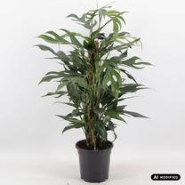 Augalas skindapas Epipremnum Pinnatum Baltic Blue, 60 cm, ø17 cm