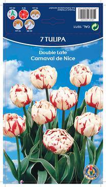 Svogūninės gėlės tulpė CARNAVAL DE NICE, 10 - 11 mm, 7 vnt.