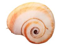 Pliušinis žaislas kriauklė, smėlio sp., 40 cm