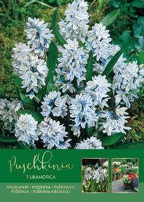 Луковичное растение