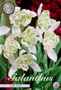 GALANTHUS FLORE PLENO 7GAB 5/6