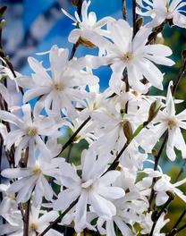 Krūmas magnolija STELLATA, ø17 cm, 30 cm