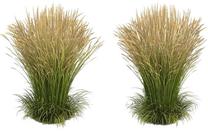 Augalas lendrūnas Karl Foerster, 25 - 35 cm, ø17 cm