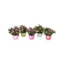 Krūmas azalija MIX, (spalva/dizainas parenkami atsitiktine tvarka), ø32 cm, 50 cm