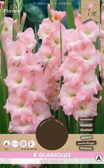 Svogūninės gėlės kardelis ROSE SUPREME, 12 - 14 mm, 8 vnt.